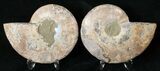 Polished Ammonite Pair - Million Years #15899-1